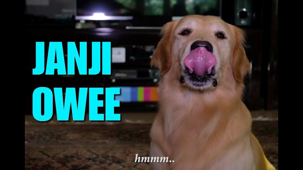 JANJI (PALSU) OWEE 🤣 | SNOWEE THE GOLDEN