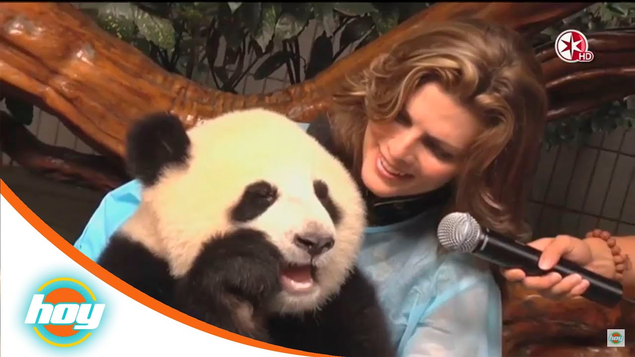 Montserrat visita centro de crianza de los pandas | Hoy*