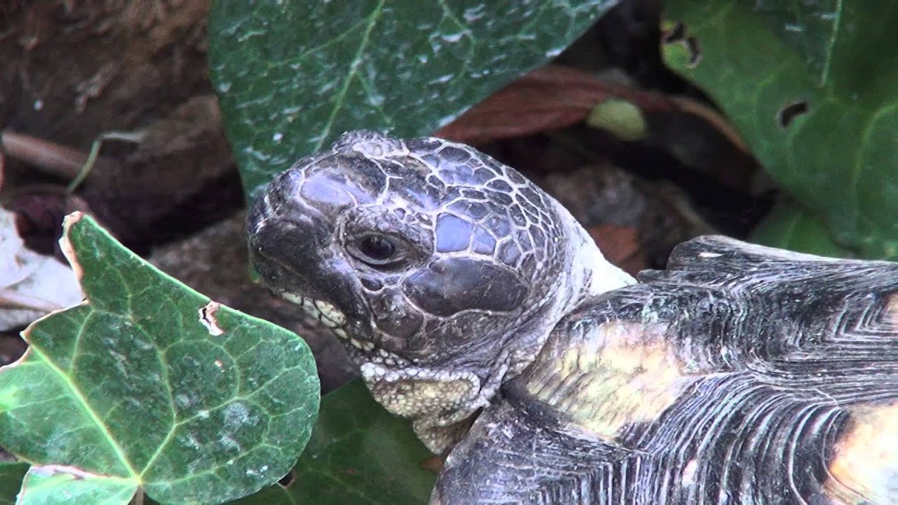 Greek Wild Turtle - Ά&gamma;&rho;&iota;&alpha; &Epsilon;&lambda;&lambda;&eta;&nu;&iota;&kappa;ή &Chi;&epsilon;&lambda;ώ&nu;&alpha; - Testudo Graeca