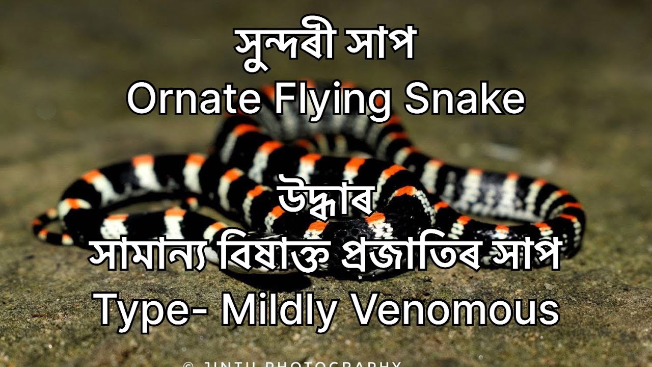 Nature's jewellery 🐍সুন্দৰী সাপ Ornate Flying Snake  Rescue and release 