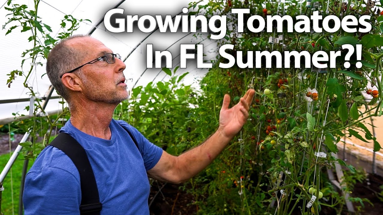 🍅 How He grows Tomatoes in the Summer.. IN FLORIDA! (Part 1)