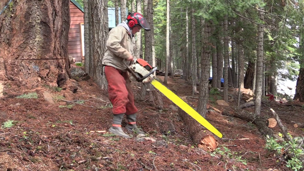 Felling a 500 year old Douglas Fir Tree