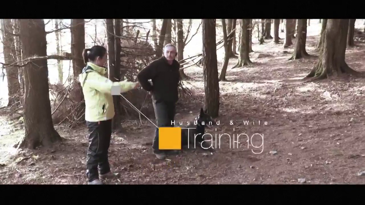 KNPV  Box training Cerberus BRN 24483   #amtrainingkennels