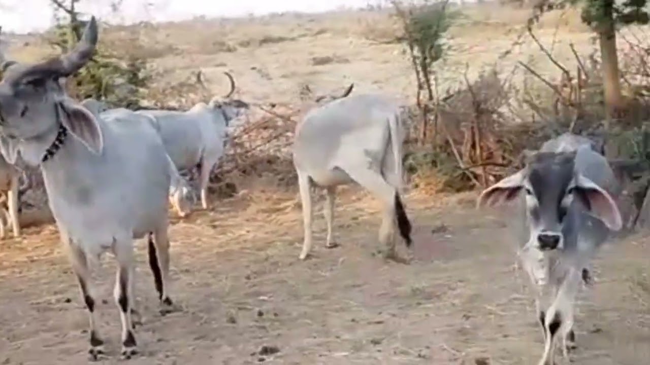 Sheep and cow jangle mein kese rahti hin