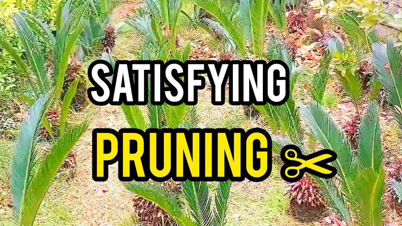 Winter Cycad Fronds Harvesting | Pruning, Cutting & Bundling | Relaxing Garden ASMR (33 Minutes)