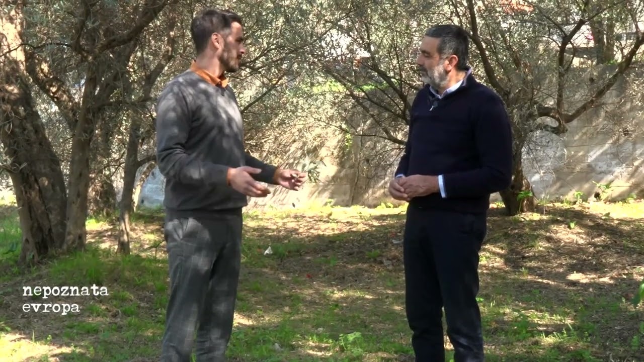 Maslina stara 23 veka nalazi se u Baru, a gde je maslinarstvo danas? 