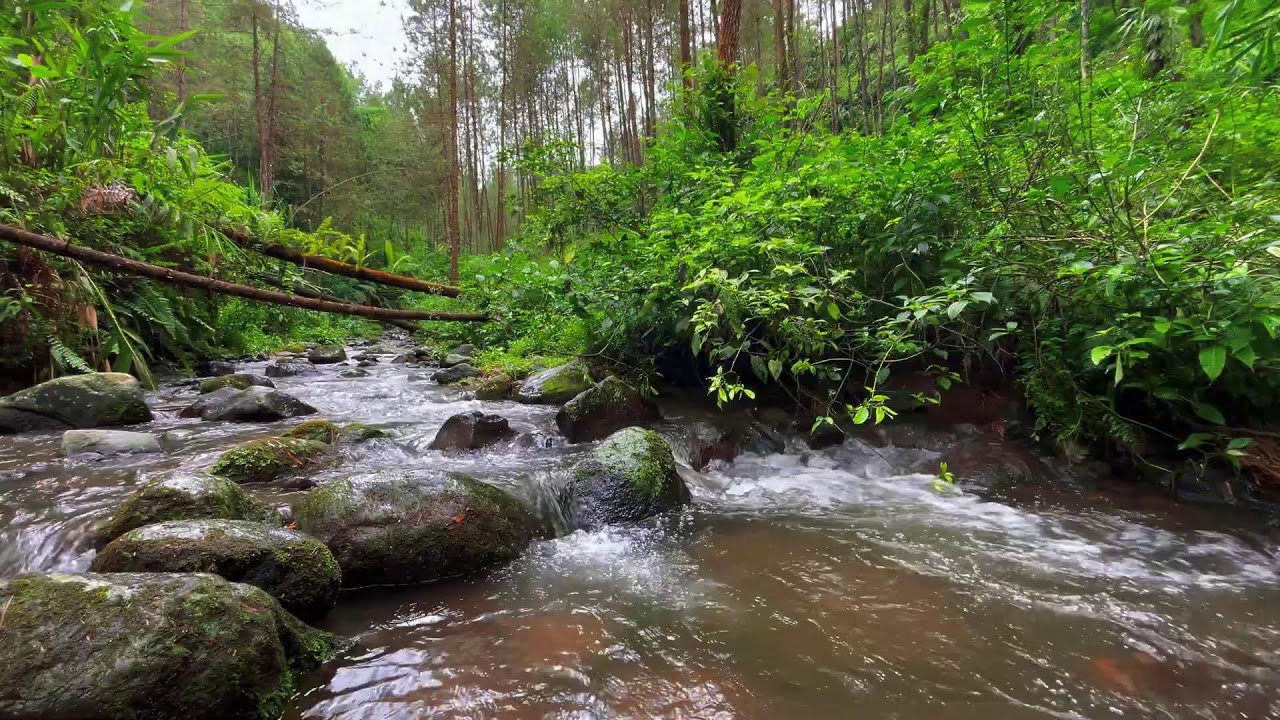 Relaxing Mountain Stream Sounds, Forest river Sounds for deep sleep, stress reliever, and meditation