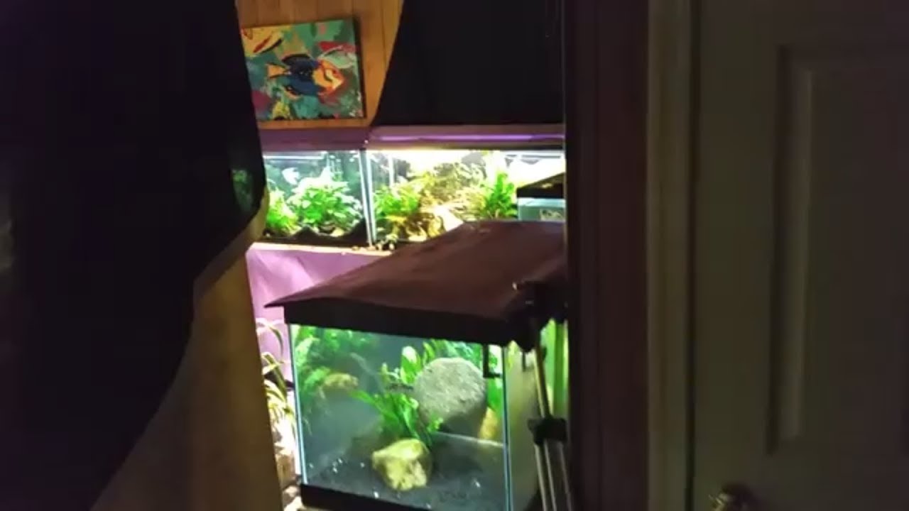 First Look At My "Garden Tank" (6/1/18)