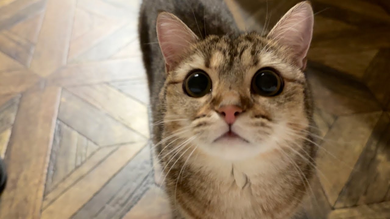 うちの猫は構って欲しすぎると犬になるようです。