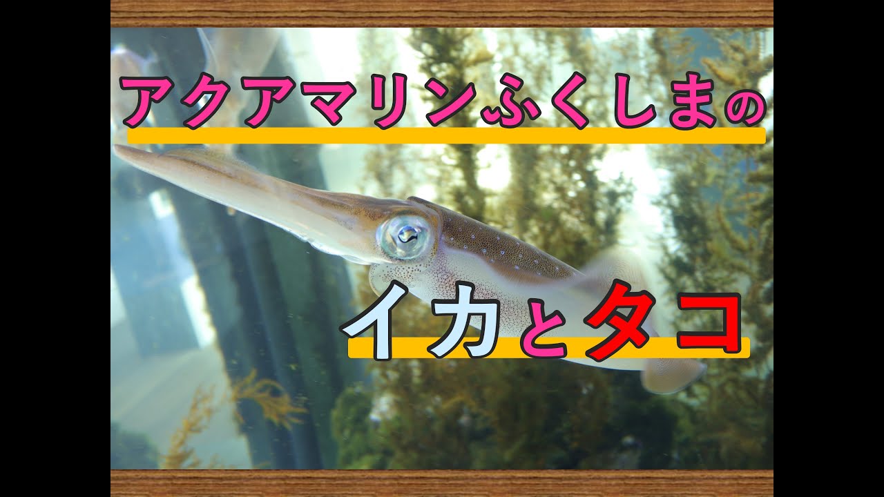 【水族館編】アクアマリンふくしまのイカとタコを見てきた。