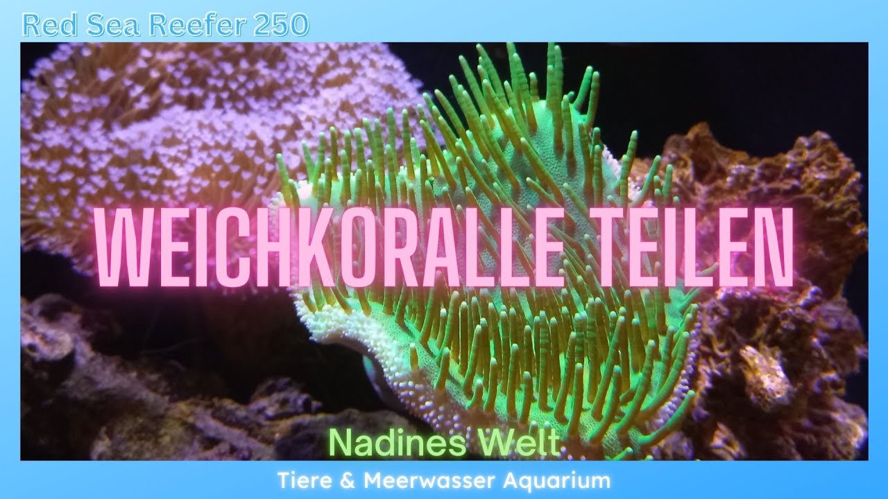 ABLEGER Weichkoralle schneiden / teilen / fragmentieren / Korallen Meerwasseraquarium RedSea