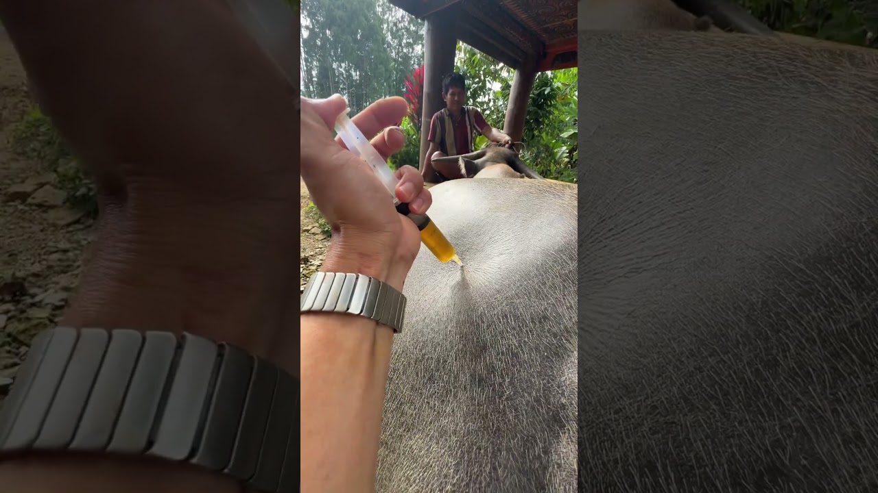 Injeksi antibiotik pada kerbau #Kerbau #tedong #toraja #vet #buffalo #vietnam #thailand #bonga