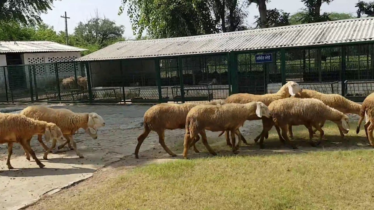 Muzzafarnagri Sheep's In CIRG MATHURA.