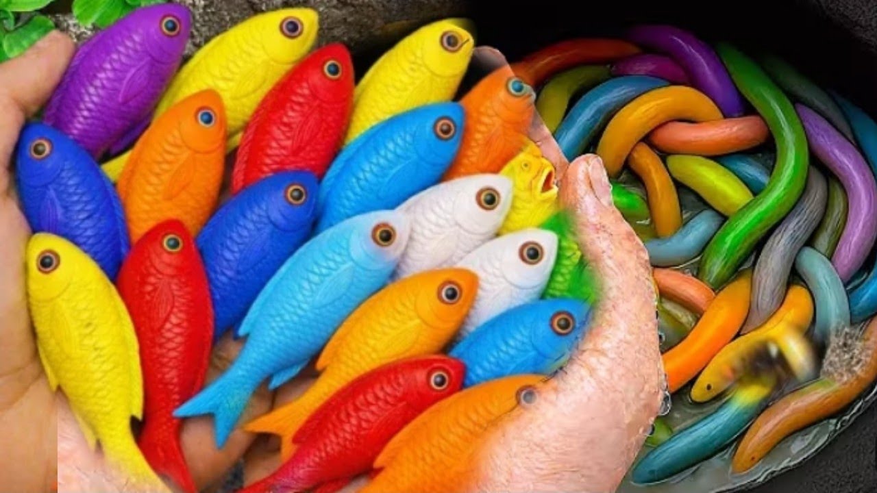  Catching Color fish Challenge Aquarium goldfish with small ponds and  basket and tank Betta fish 