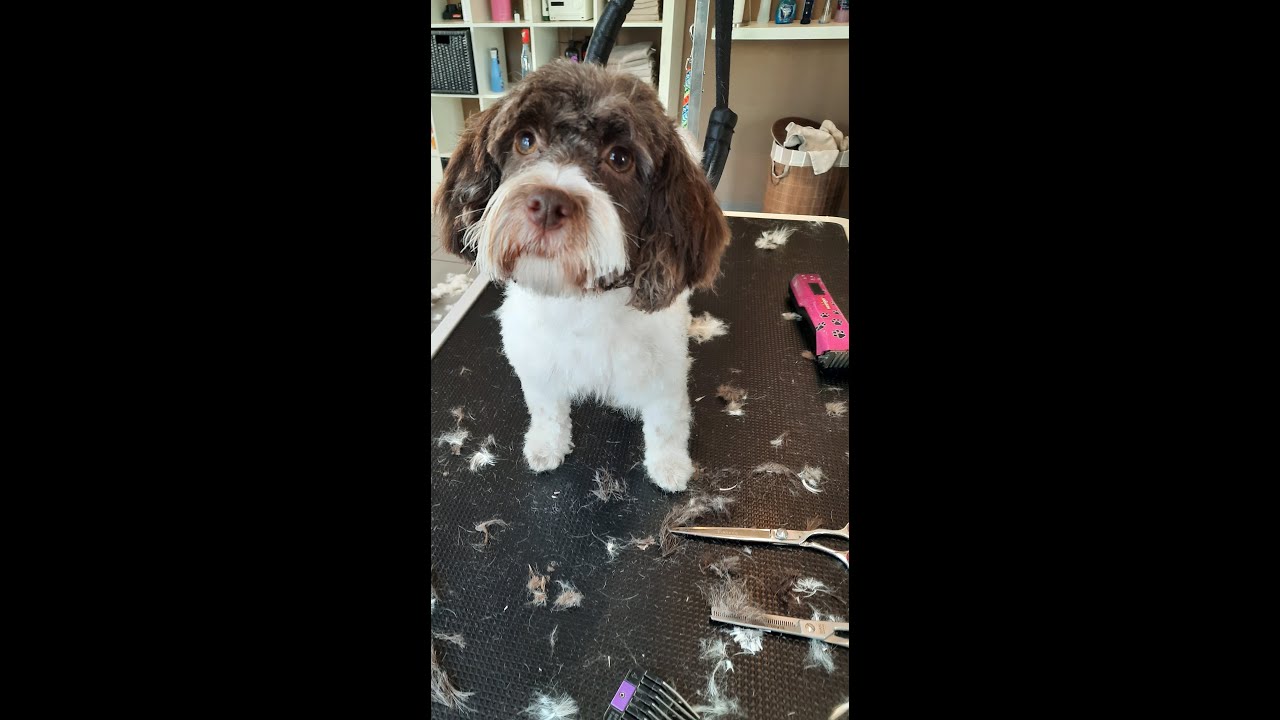 Havaneser  