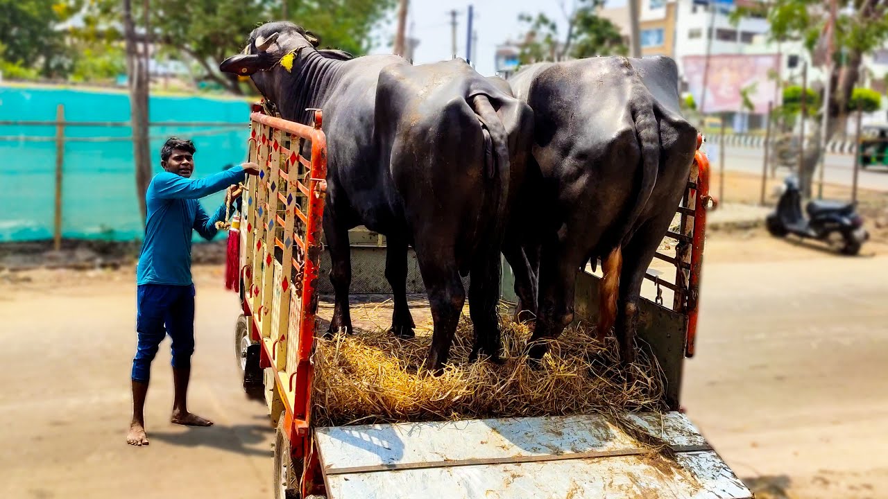 4k Buffaloes Unloading on Mini Truck - Best Buffalo Milking Breeds | Successful Buffalo Dairy Farm