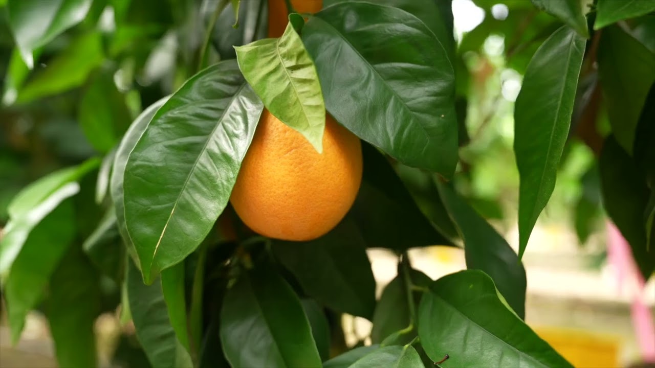 Are My Citrus Trees Going to Be Dwarf? | Rootstock Explained | TreeSource FAQ 2025
