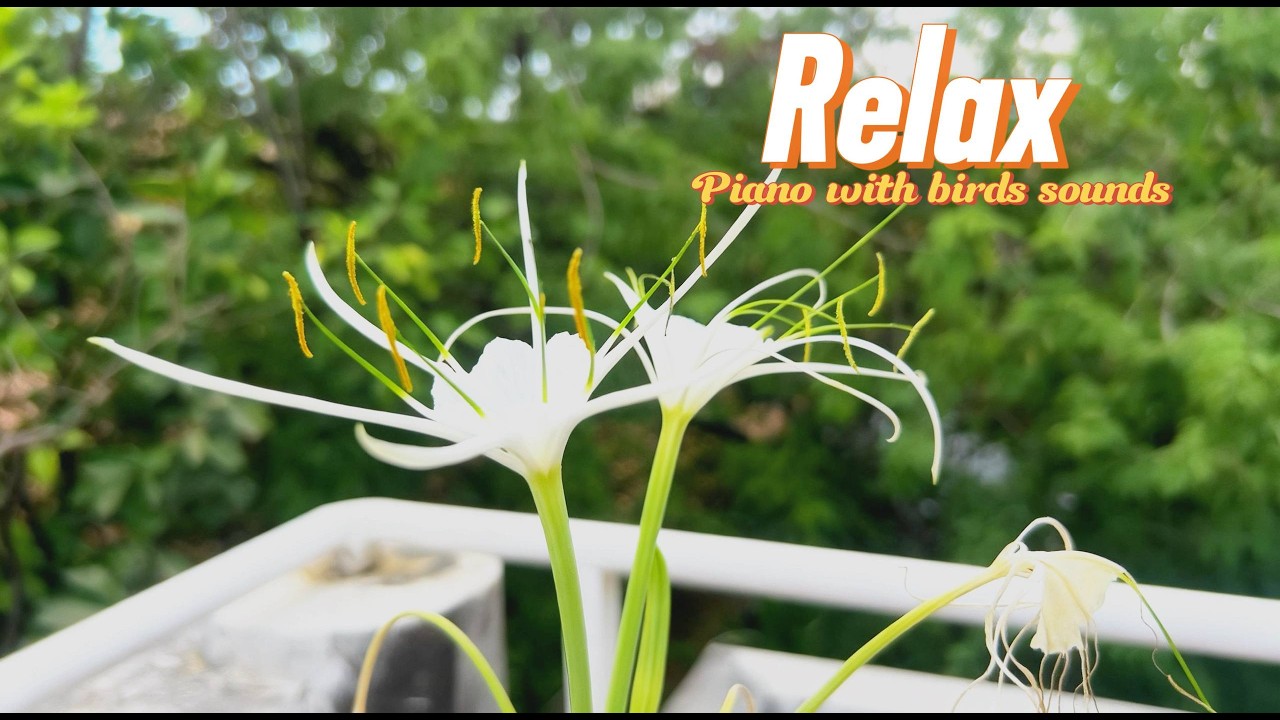 MUSIC RELAXING officail - PIANO WITH BIRD SOUNDS FOR ERELASRE STRESS