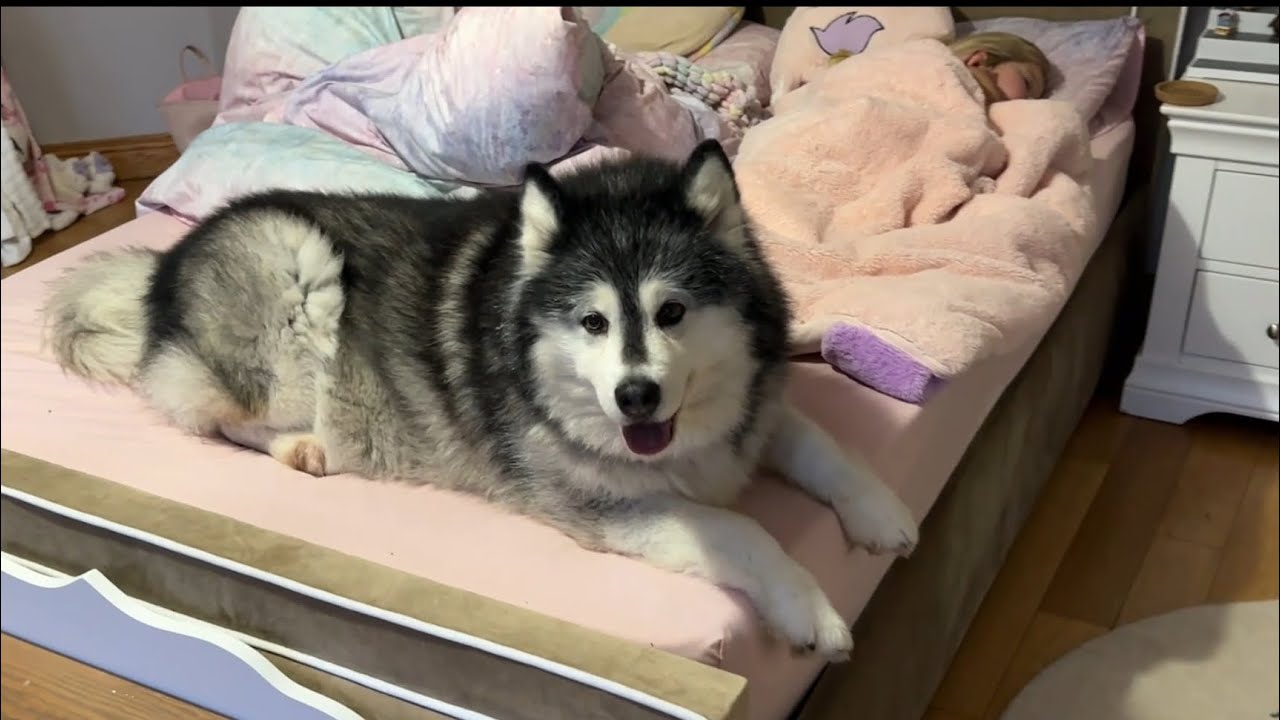Husky Doesn’t Leave Her Side When Baby Girl Sleeps! (So Cute!!)