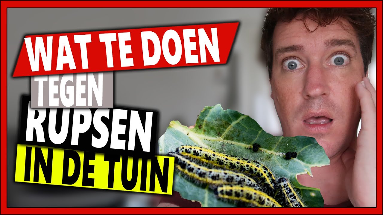 DE BIOLOGISCHE OPLOSSING TEGEN RUPSEN | Week 40 | Vlog 106 | Rupsen op kool