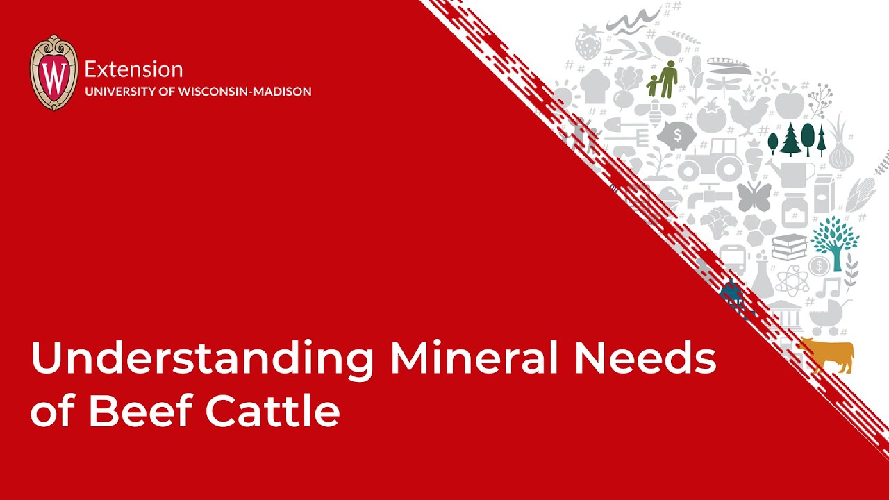 Understanding Mineral Needs of Beef Cattle