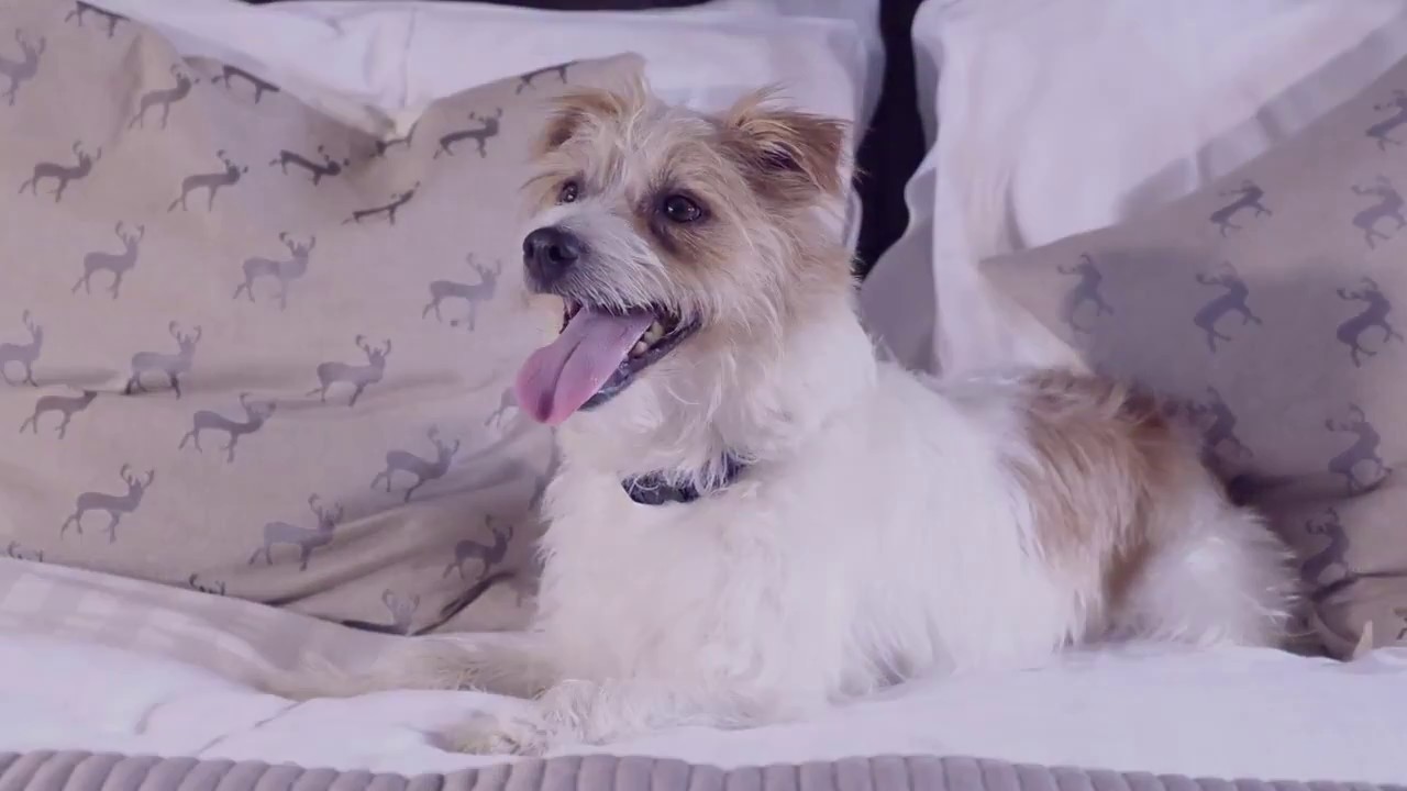 Olly the Jack Russel - Late Rooms