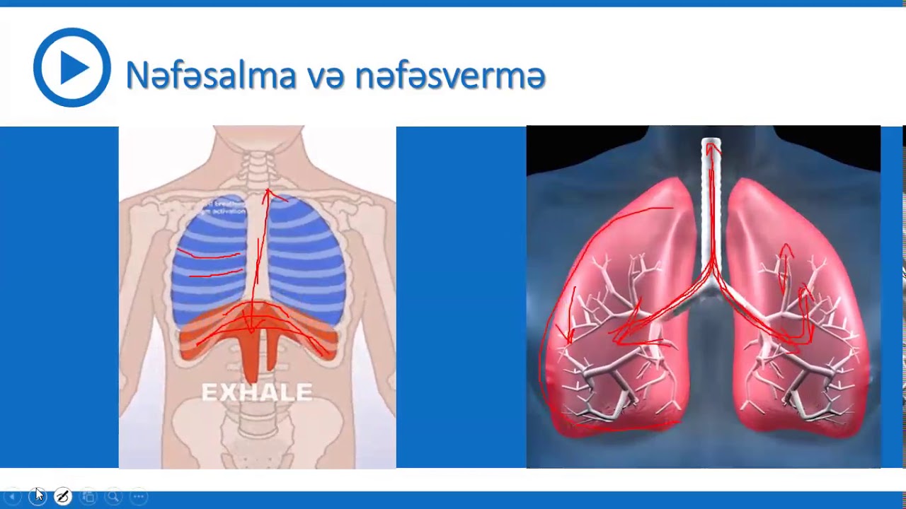 9-cu sinif Biologiya - Ağciyərlər və tənəffüs hərəkətləri