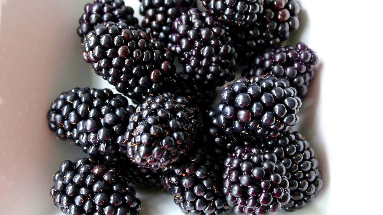 Realistic Sugar Gumpaste Blackberries Tutorial | Cake Decorating Tutorial