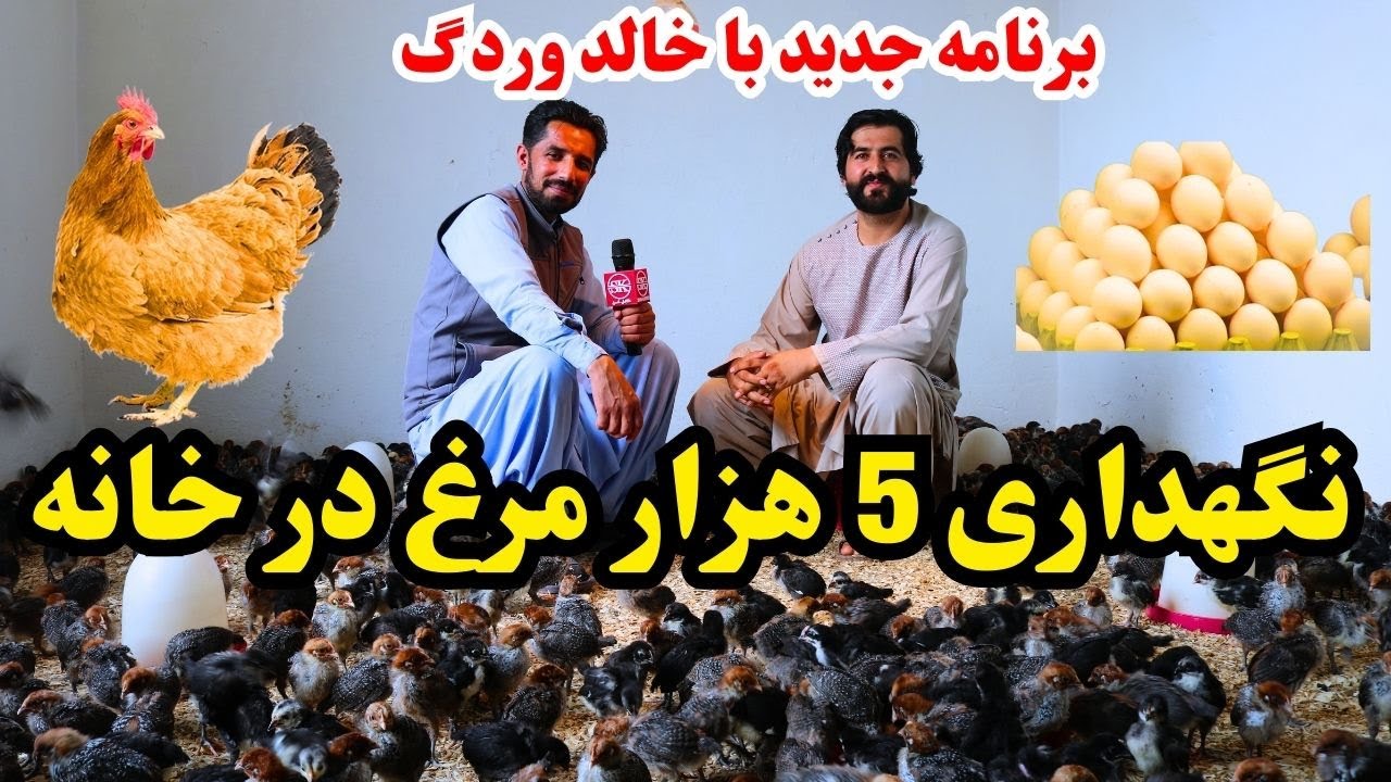 فارم مرغ داری خالد وردگ ; بیشتراز۵ هزار مرغ در فارم.