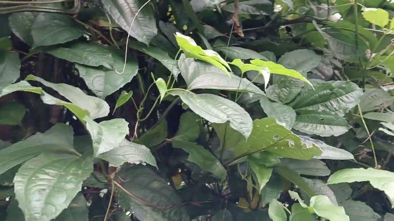 Ugu after harvest for a month.