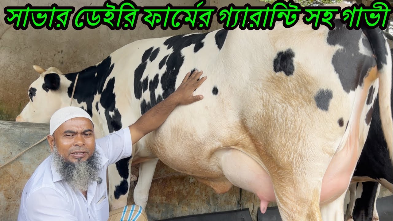 দুধের রেকর্ড দেখে গাভী কিনুন! সাভার ডেইরি ফার্মের গ্যারান্টি সহ ২০ থেকে ৪৫ লিটার দুধের গাভী