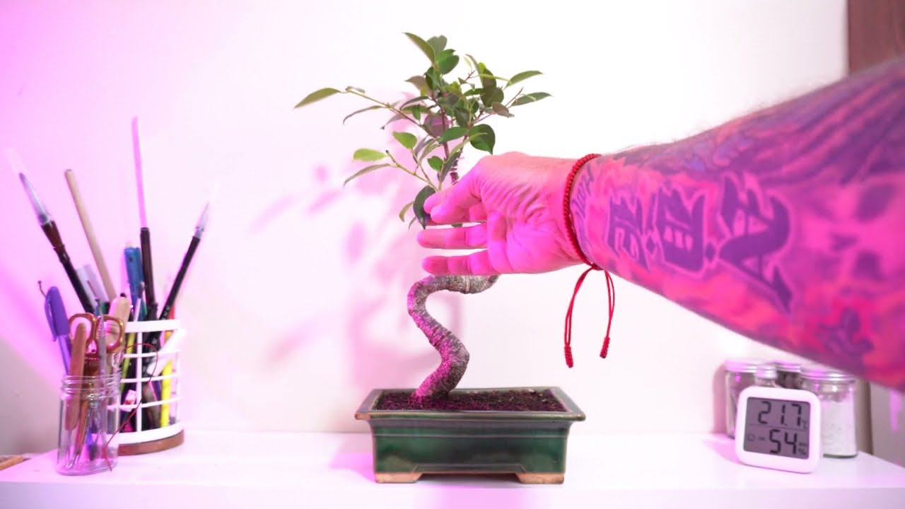 Ficus Friday Party On Dudes! Showing Some Ficuses and Defoliating Ficus Microcarpa