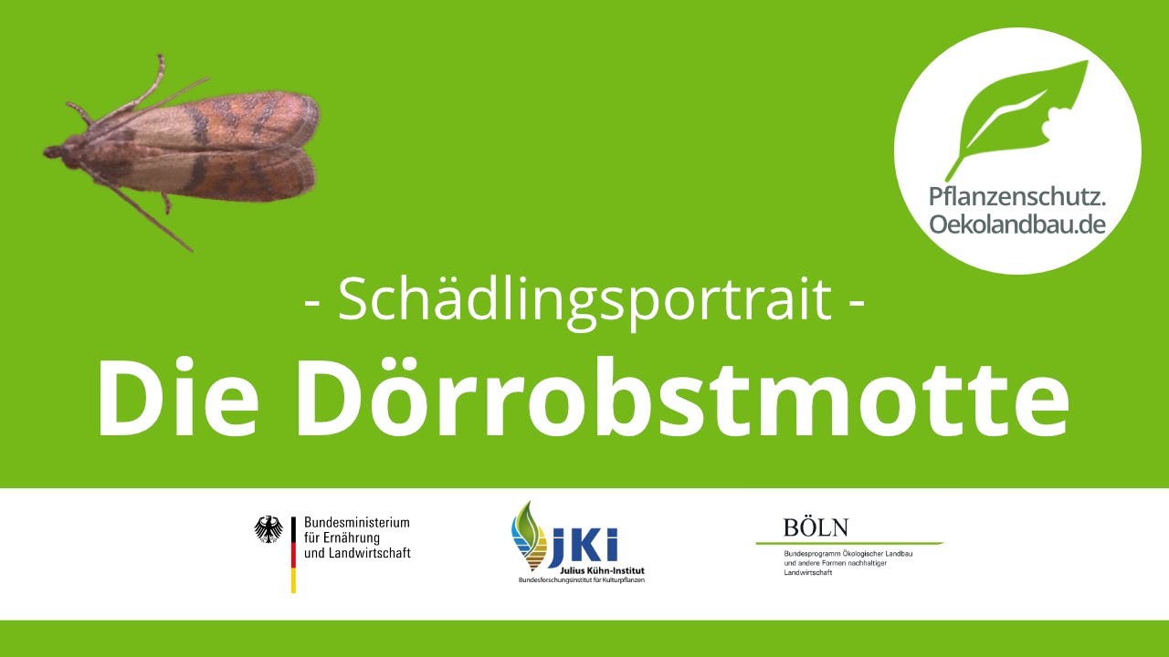 Die Dörrobstmotte - pflanzenschutz.oekolandbau.de - Schädlingsportrait