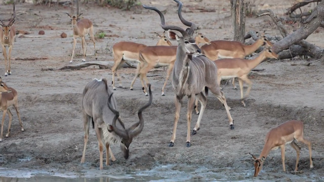 Kudu and impala at waterhole