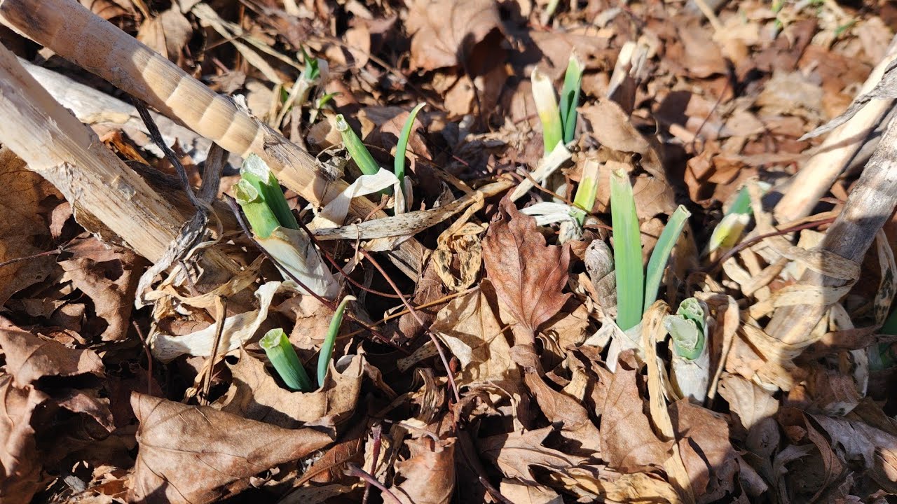 Spring onions and fertilizing.
