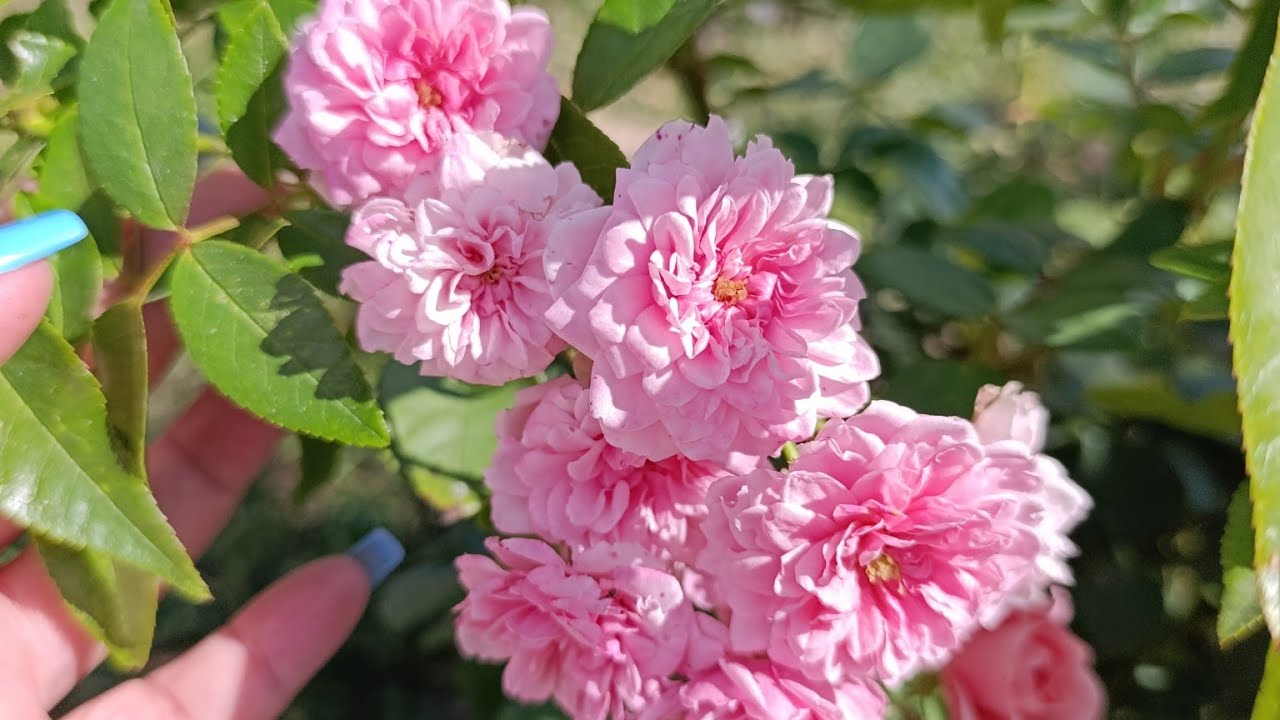 Молоді і чудові троянди флорибунди🌹🌹🌹🌹🌹🌹🌹🌹🌹🌹🌹🌹🌹🌹вересневий огляд, назви в описі #saveukrain 🇺🇦🙏💛💙💛💙💛
