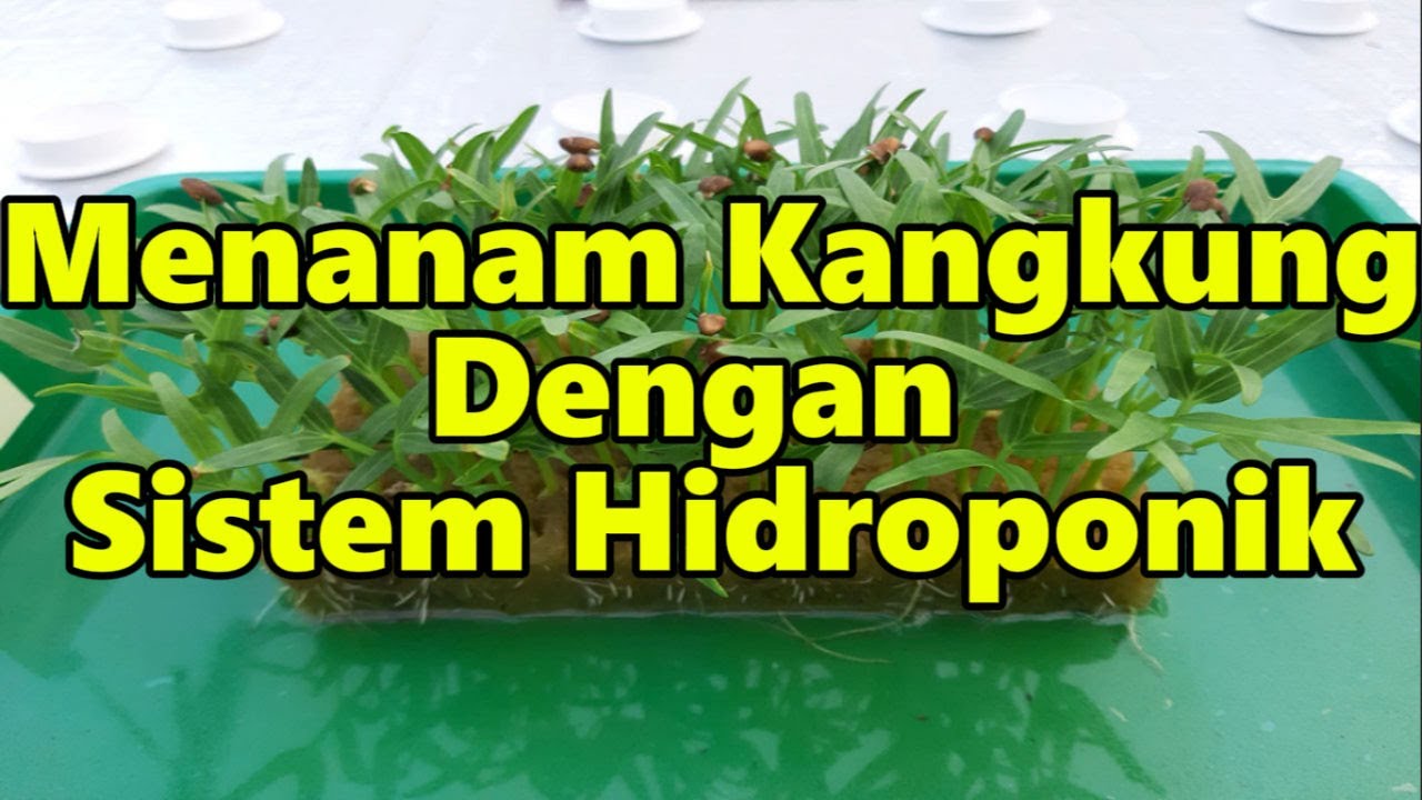 Menanam Kangkung Dengan Sistem Hidroponik #naningwey #hidroponik #kangkunghidroponik #hidroponik