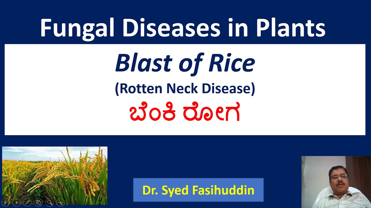Blast of Rice