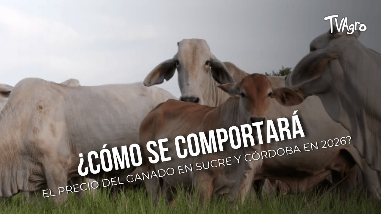 ¿Cómo se comportará el precio del ganado en Sucre y Córdoba en 2026? - TvAgro por Juan Gonzalo Angel