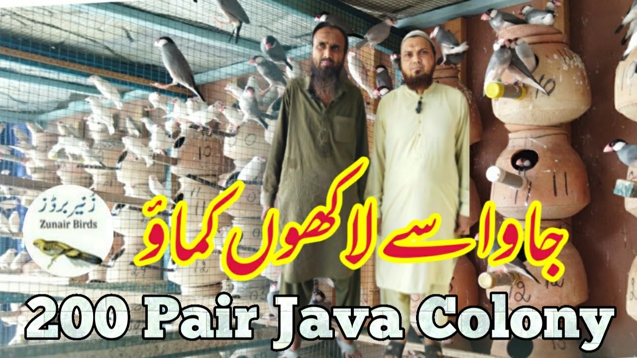 200 Pair Java Colony|جاوا لگاؤ لاکھوں کماؤ|Zunair Birds