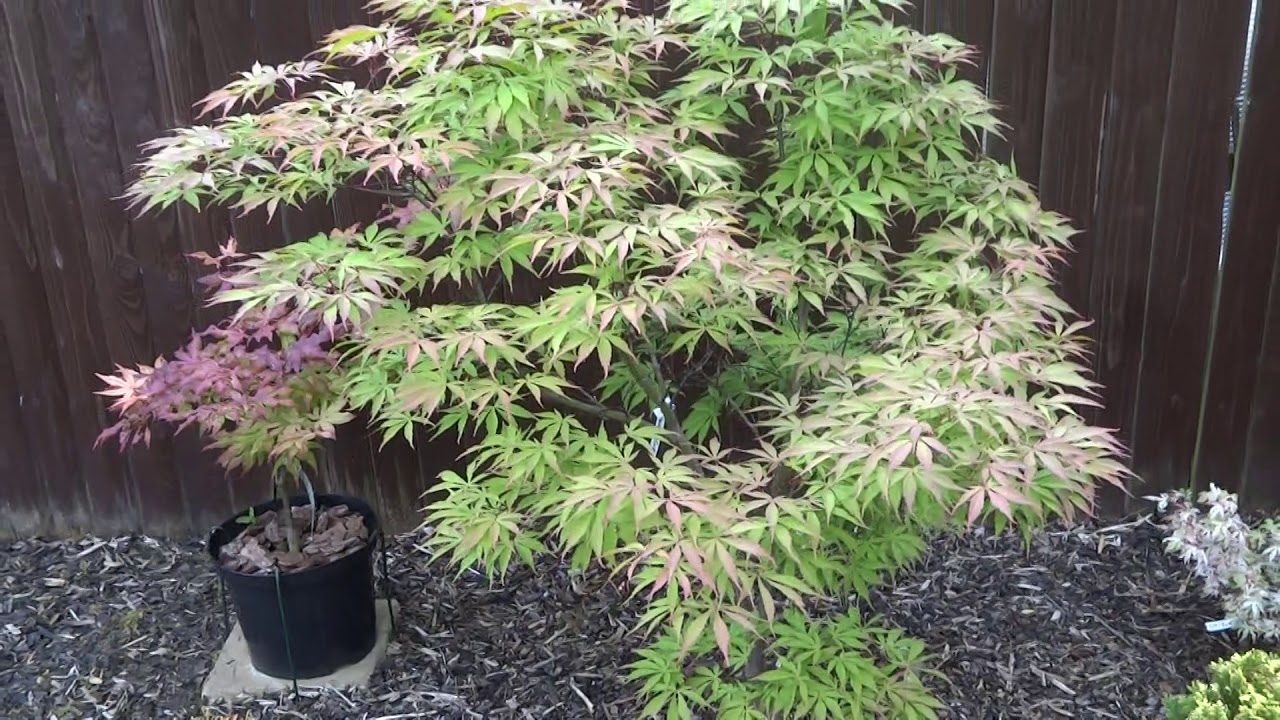 Japanese maples pt 1