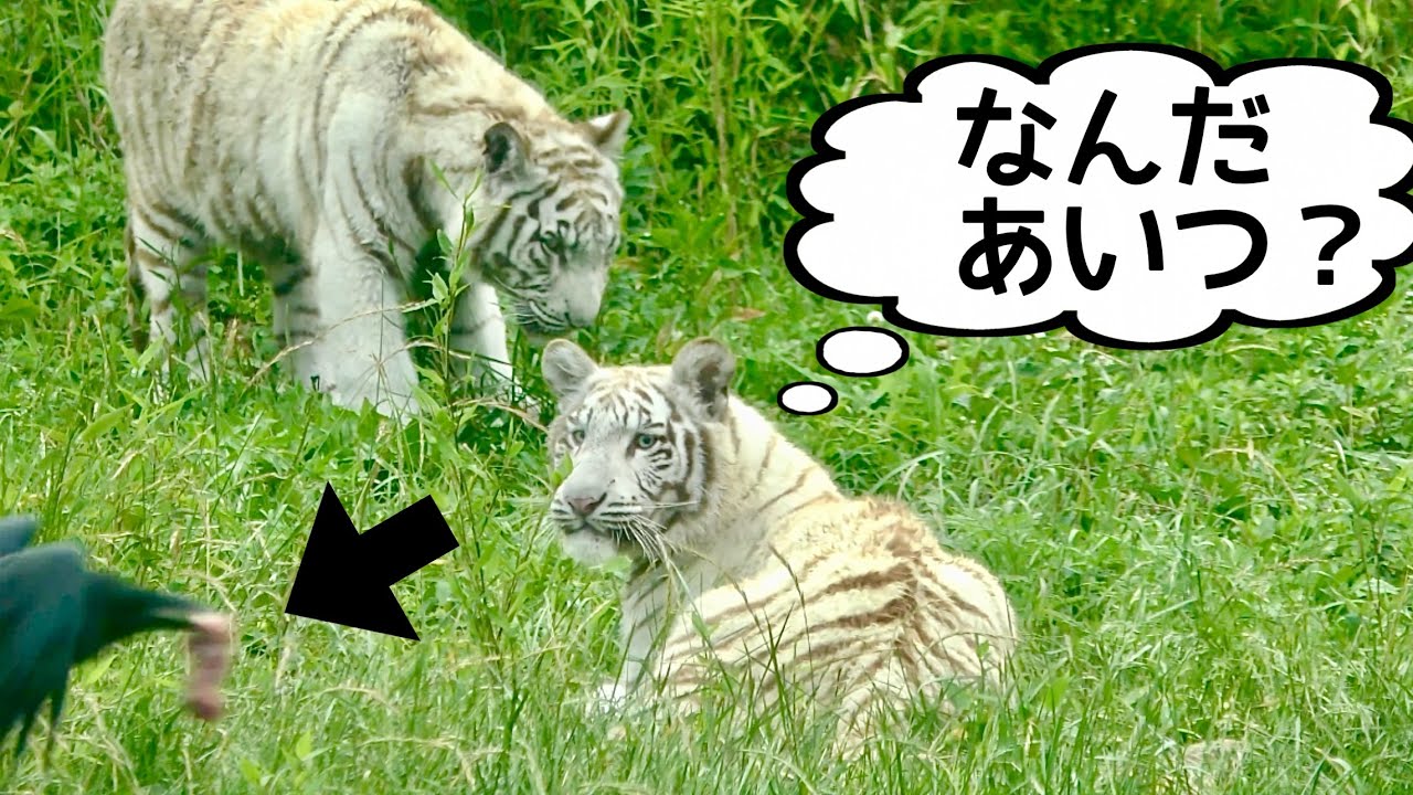 ツキちゃんとシグレくん　横切るカラスに目が行きました【伊豆アニマルキングダム】Tsuki-chan Shigure-kun Izu Animal Kingdom 