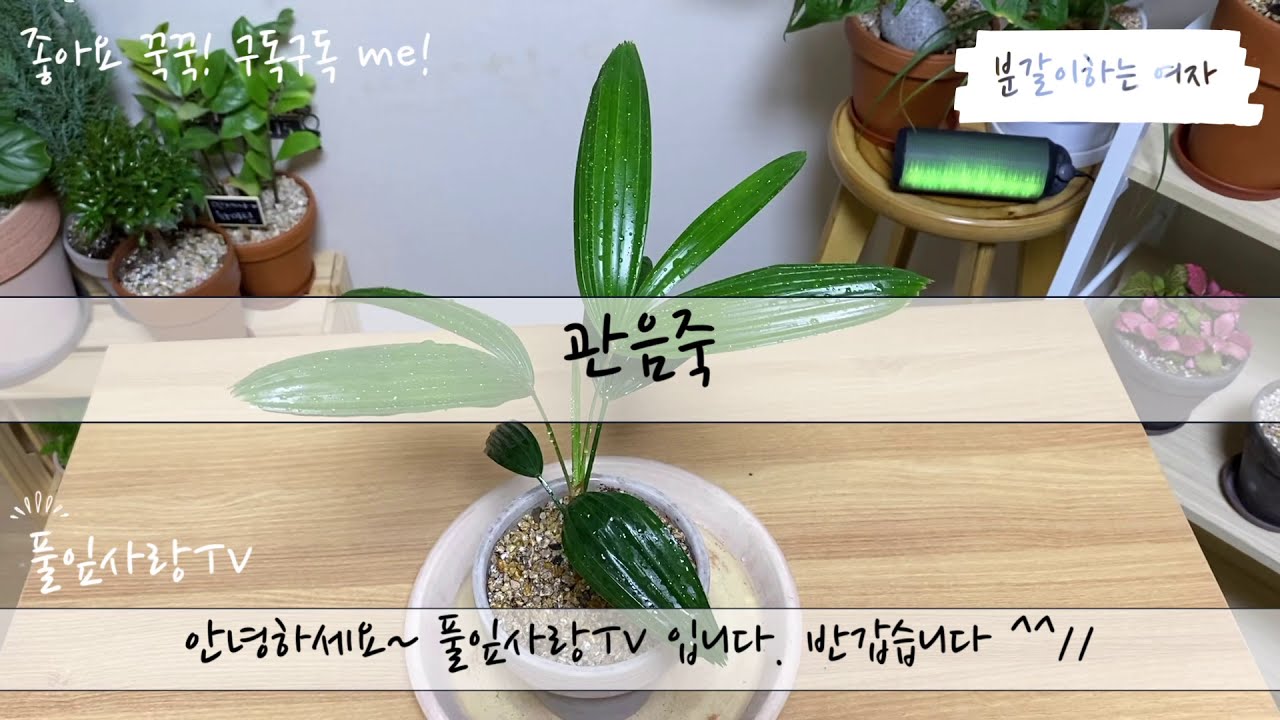 식물 분갈이 | 화장실에서 키우기 좋은 관음죽