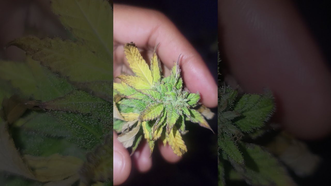 Outdoor cannabis grow 2021 (October)