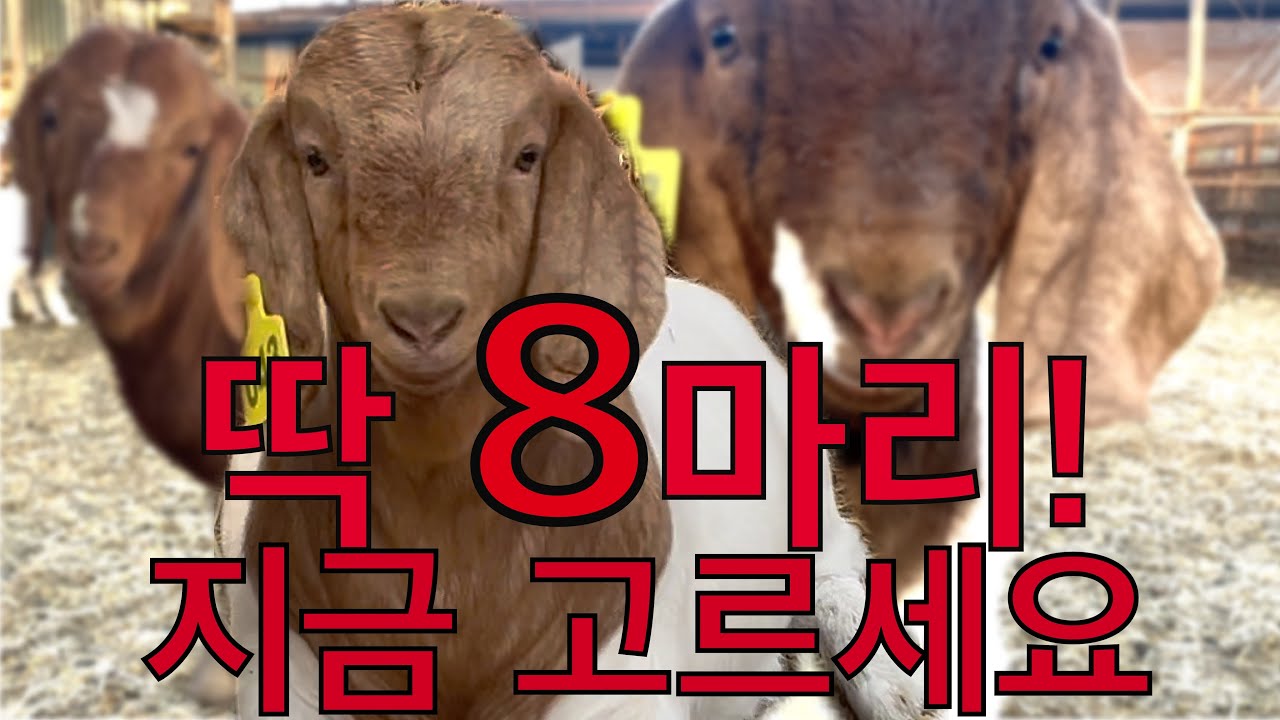 새끼 염소(보어 순종) 8마리 분양합니다/개체 특징 하나씩 보여 드립니다