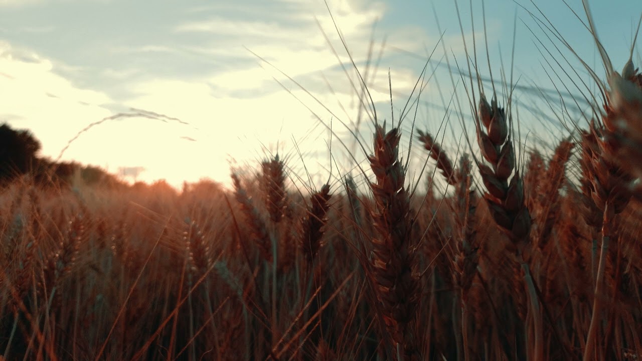 RiKTA - Scent Of The Summer [Trance]