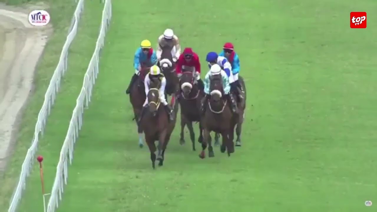 Aux Champ de Mars : Good Council renverse les pronostics et brille à la Phoenix Maiden Cup