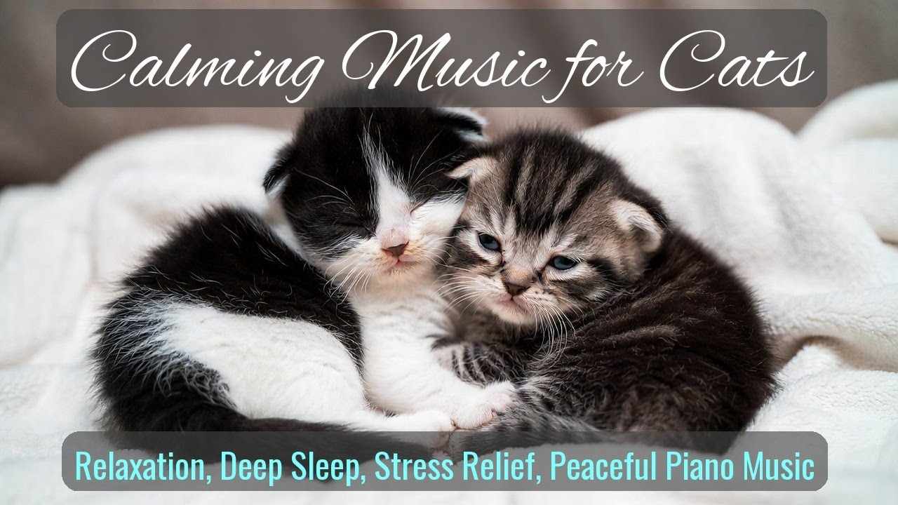 LIVE Relaxing Cat Sleep Stream for Anxiety 💤 | Season 88