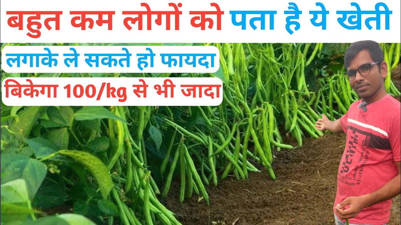 Beans ki kheti kab aur kaise kare | Beans Ki Top Variety