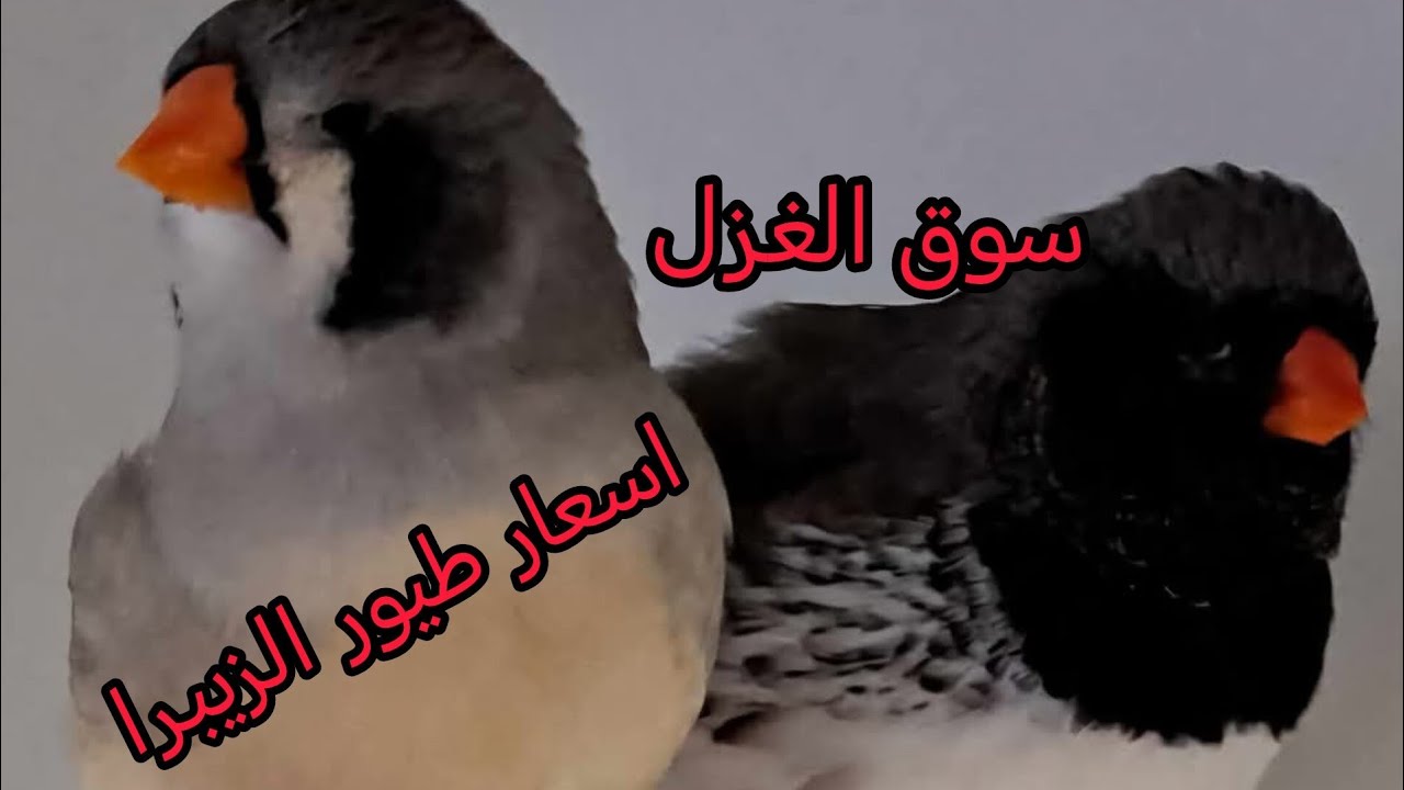 #سوق_الغزل  اسعار طيور الزيبرا
